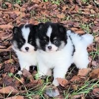 Chiots croisés spitz à réserver #1