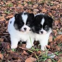 Chiots croisés spitz à réserver #2