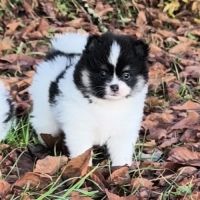 Chiots croisés spitz à réserver