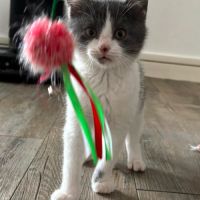 Edmond, timide, joueur, ronronthérapie garantie