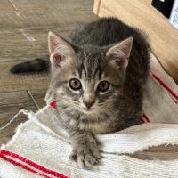 Rufus, explorateur intrépide, tendre