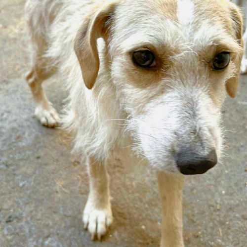 Phebe rêve d'avoir un foyer pour passer l'hiver #1