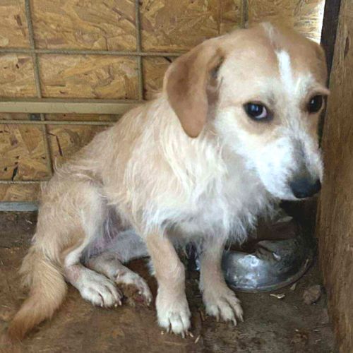 Phebe rêve d'avoir un foyer pour passer l'hiver #3