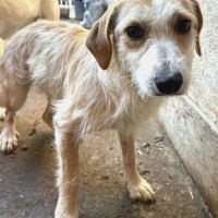 Phebe rêve d'avoir un foyer pour passer l'hiver #0