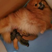 Magnifiques chiots spitz nains à réserver