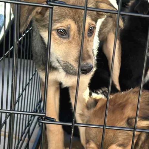 Maldoum, chiot de 6 mois recherche sa famille #1