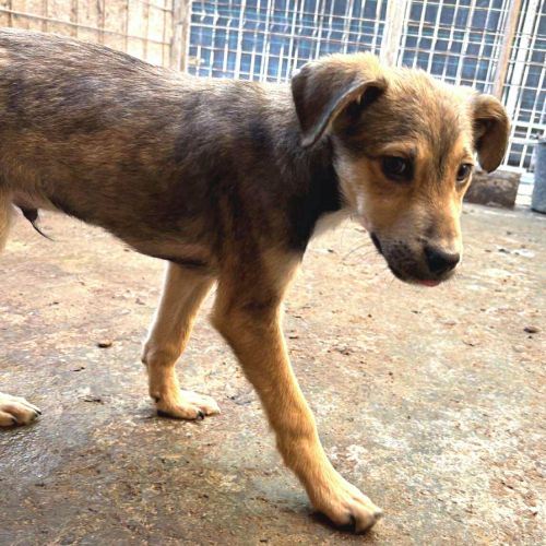 Maldoum, chiot de 6 mois recherche sa famille #3