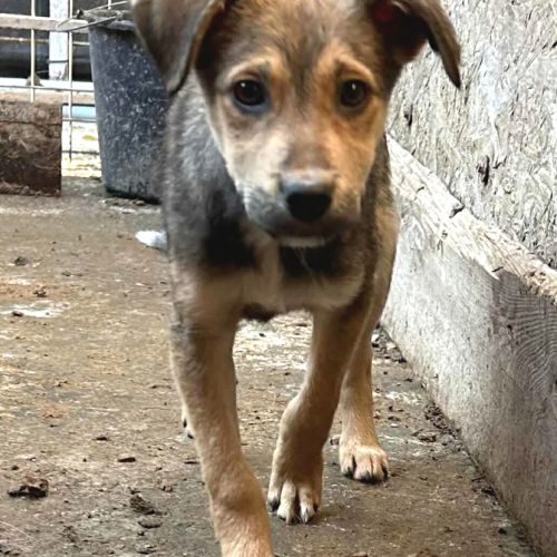 Maldoum, chiot de 6 mois recherche sa famille #4