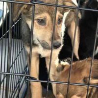 Maldoum, chiot de 6 mois recherche sa famille #1