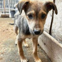 Maldoum, chiot de 6 mois recherche sa famille #0