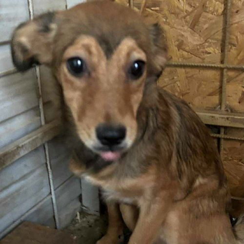 Inima jeune chienne à l'adoption partout en france #1