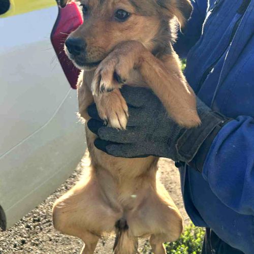 Inima jeune chienne à l'adoption partout en france #4