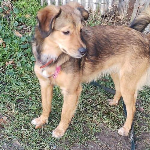 Inima jeune chienne à l'adoption partout en france #3