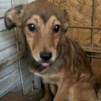 Inima jeune chienne à l'adoption partout en france #1