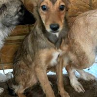 Inima jeune chienne à l'adoption partout en france #3