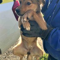 Inima jeune chienne à l'adoption partout en france #4