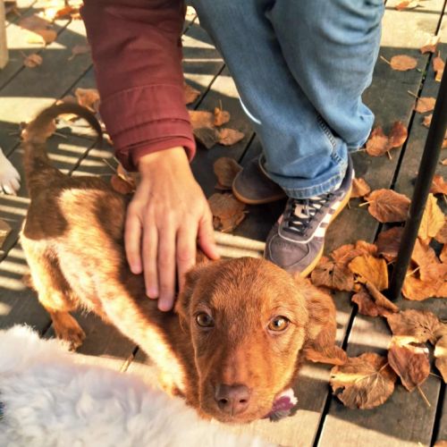 Biche rapatriée en france cherche famille