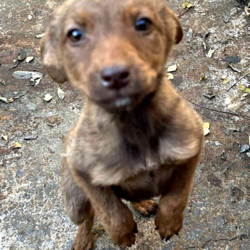 Biche rapatriée en france cherche famille #1