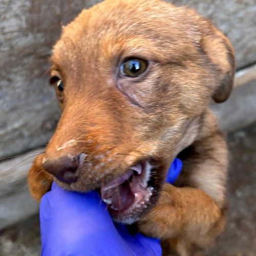 Biche rapatriée en france cherche famille #3