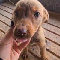 Biche rapatriée en france cherche famille