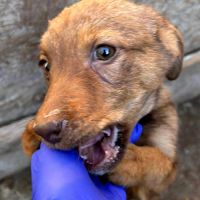 Biche rapatriée en france cherche famille #3