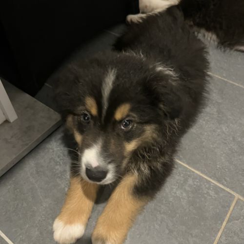 Chiot berger australien lof #0