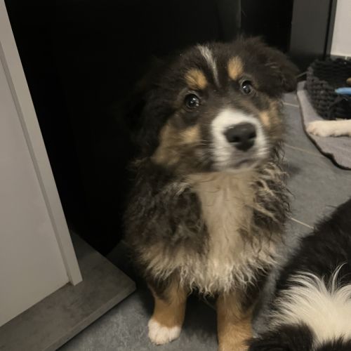 Chiot berger australien lof #2