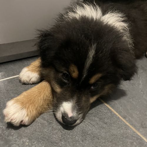 Chiot berger australien lof #3