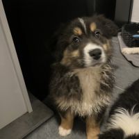 Chiot berger australien lof #2