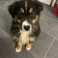 Chiot berger australien lof #4