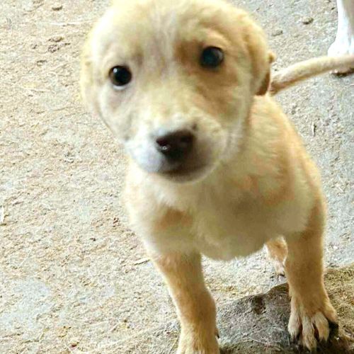 Bellette, jeune chienne recherche famille ! #0