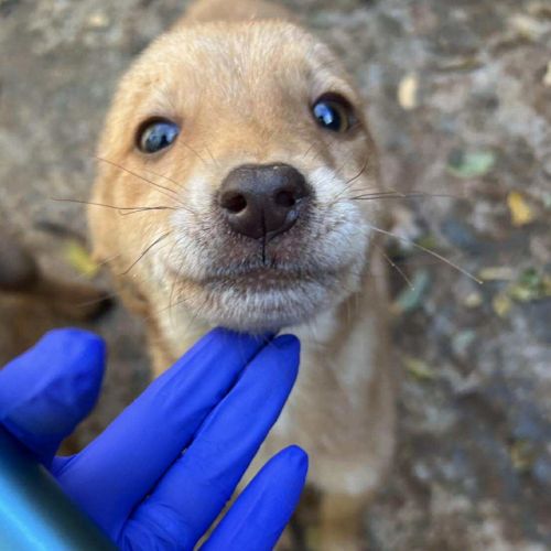 Bellette, jeune chienne recherche famille ! #3