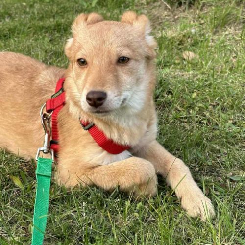 Belette, jeune chienne recherche famille !