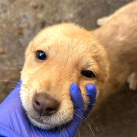 Bellette, jeune chienne recherche famille ! #2