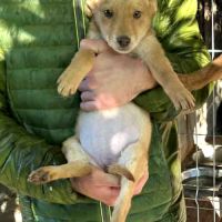 Bellette, jeune chienne recherche famille ! #4