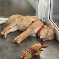 Belette, jeune chienne recherche famille ! #2