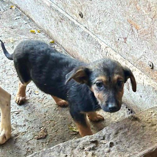 Juno recherche une famille d'adoption ! #1