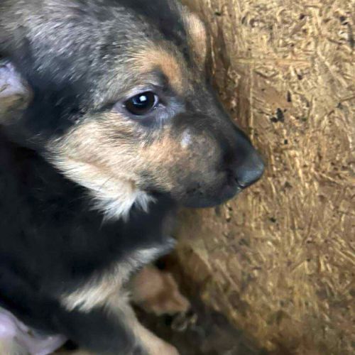 Juno recherche une famille d'adoption ! #4