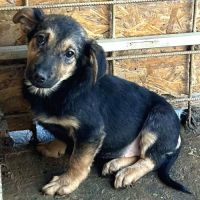 Juno recherche une famille d'adoption !