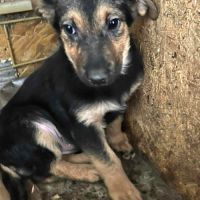 Juno recherche une famille d'adoption ! #3