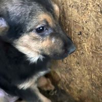 Juno recherche une famille d'adoption ! #4