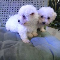 Bichon frisé #2