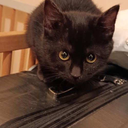 Chat iris à l adoption