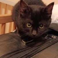 Chat iris à l adoption