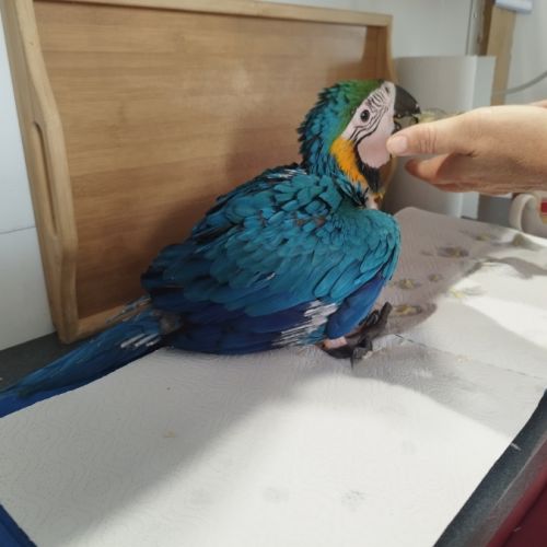 Mâle ara bleu et jaune #1