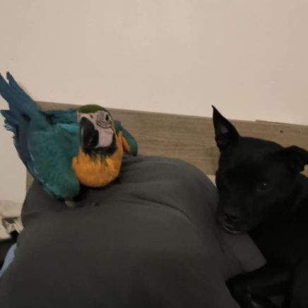 Mâle ara bleu et jaune #2