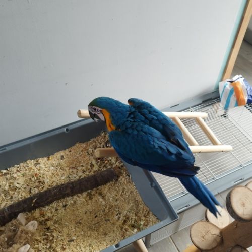 Mâle ara bleu et jaune #0