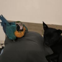 Mâle ara bleu et jaune #2