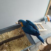 Mâle ara bleu et jaune