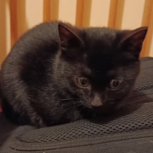 Chat aaron à l adoption